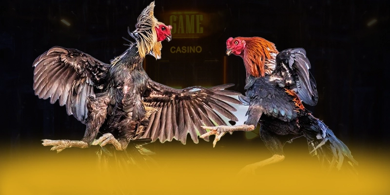 DAGA88 – Sân chơi đẳng cấp, được giới cược thủ đánh giá cao.