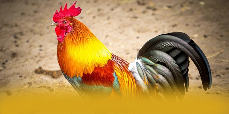 WIN79 - Sảnh game có quà tặng đặc biệt được yêu thích hàng đầu – Điểm qua WIN79