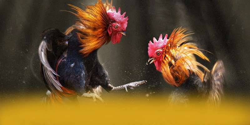 
Cập nhật thông tin về tài xỉu online - Nhà cái uy tín số 1 được cộng đồng đánh giá cao
