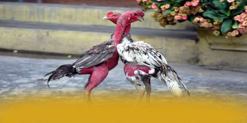 LC88 - Nhà cái đạt chuẩn quốc tế hiện nay – Đánh giá LC88