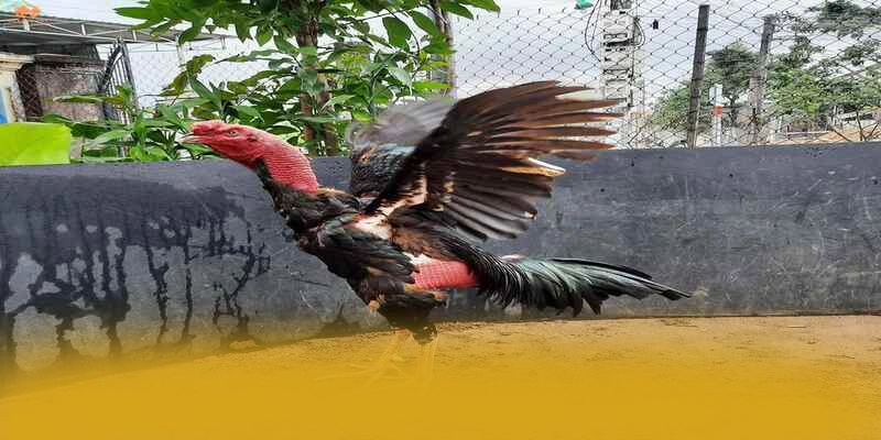 WIN79 - Cổng cá cược ổn định được yêu thích nhất